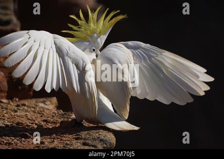 Vue arrière d'un Cockatoo perché avec les ailes étalées et l'écusson relevé Banque D'Images