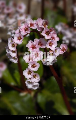 Gros plan des grappes de fleurs de Bergenia 'Schneekoenigin' dans un jardin au printemps Banque D'Images