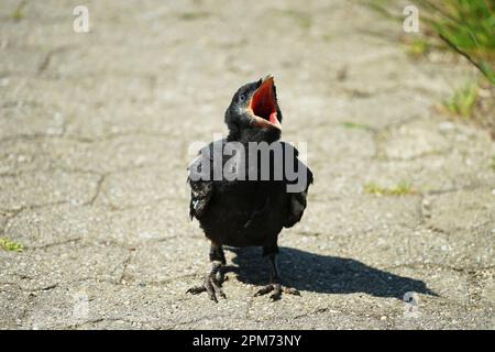 Petite faim criant oiseau raven dans un pré, kleiner schreiender Rabe Vogel dans einer Wiese au Bayern, Bavière, Allemagne Banque D'Images