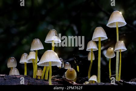 Macro gros plan de Mycena aff. Champignons épipterygia à Hobart, Tasmanie, Australie Banque D'Images