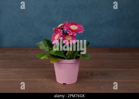 fleur rose de gerbera isolée sur fond bleu de table en bois Banque D'Images