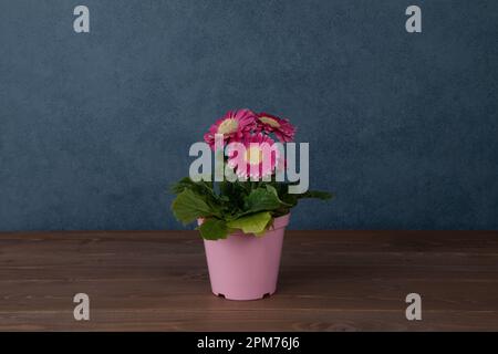 fleur rose de gerbera isolée sur fond bleu de table en bois Banque D'Images