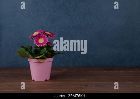 fleur rose de gerbera isolée sur fond bleu de table en bois Banque D'Images