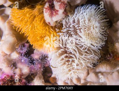 Un ver orange et un ver blanc de plumeau ou un fanworm géant (Sabellastarte longa) sur le récif Banque D'Images