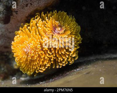 Gros plan d'un ver jaune à orange ou d'un faneur géant (Sabellastarte longa) Banque D'Images