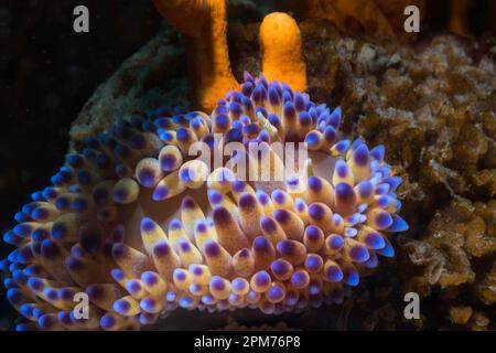 La branche nudibrante à flamme de gaz (Bonisa nakaza) se ferme d'au-dessus de la limace de mer de son corps crème et de cerata avec des bouts bleu-violet Banque D'Images