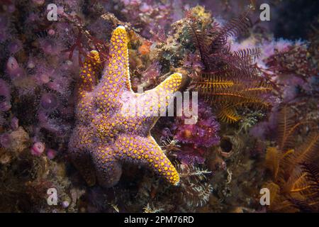 Une étoile de la mer Rouge (Callopatiria granifera) sur le récif sous l'eau avec un corps jaune-rose et six bras Banque D'Images