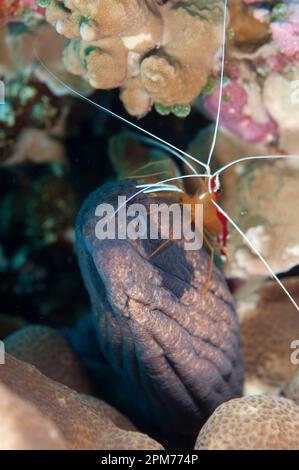 Moreel de Moray masqué, Gymnothorax breedeni, en cours de nettoyage par la crevette de Hoump-back Cleaner, Lysmata amboinensis, site de plongée de la ferme de poulet, île Christmas, Aust Banque D'Images