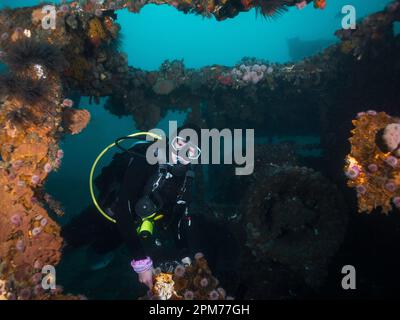 Plongée sous-marine explorant une épave sous-marine en regardant la caméra Banque D'Images