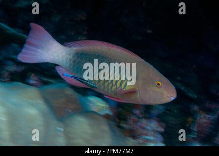 Parrotfish bridé, Scarus frenatus, être nettoyé par Bluestreak Cleaner Wrasse, Labroides dimidiatus, site de plongée West White Beach, Christmas Island, Banque D'Images