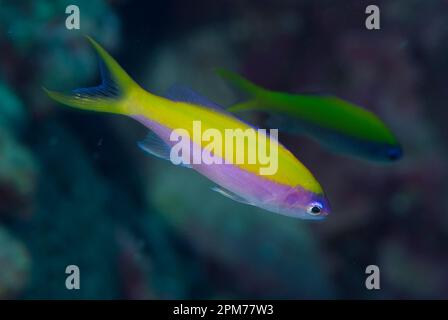 Yellowback Anthias, Pseudanthias evansi, site de plongée Flying Fish Cove Beach, Christmas Island, Australie Banque D'Images