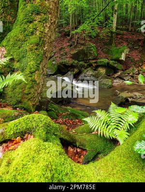 ruisseau dans la forêt. paysage tranquille avec arbres et rochers couverts de mousse luxuriante Banque D'Images