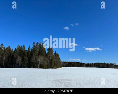 Vaste lac gelé dans le nord de la Suède sous un ciel bleu clair avec bordure de forêt Banque D'Images