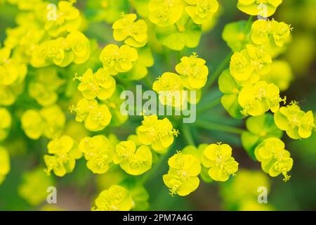 Italie, Lombardie, Cyprès Spurge, Euphorbia cyparissias, fleurs Banque D'Images