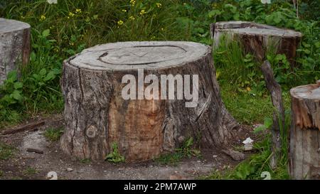 Vieilles souches d'arbre coupées avec les anneaux de l'âge d'un arbre Banque D'Images