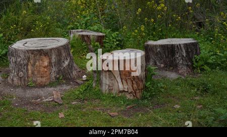 Vieilles souches d'arbre coupées avec les anneaux de l'âge d'un arbre Banque D'Images