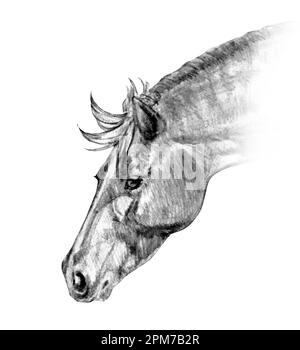 Illustration graphique réaliste d'un portrait de cheval en noir et gris isolé sur fond blanc. Fait à la main. Dessin au crayon. Banque D'Images