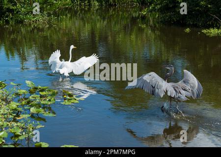 Les deux hérons abattent leurs ailes dans des eaux peu profondes. Banque D'Images