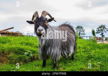 RAM Banque D'Images