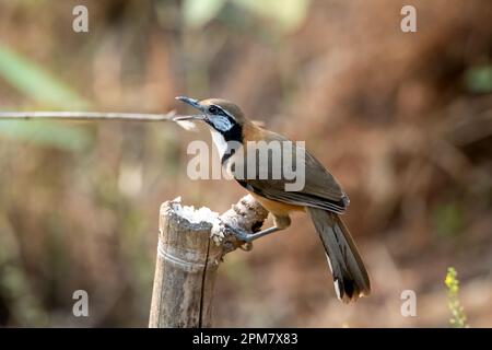 Une plus grande rigole à collier (Pterorhinus pectoralis) a été observée à Rongtong au Bengale occidental, en Inde Banque D'Images