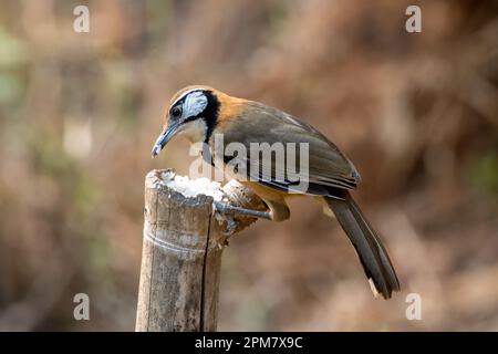 Une plus grande rigole à collier (Pterorhinus pectoralis) a été observée à Rongtong au Bengale occidental, en Inde Banque D'Images