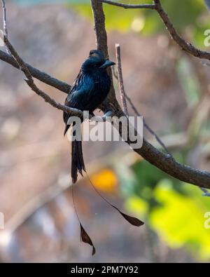 Le drongo à queue de raquette plus grande (Dicrurus paradiseus) observé à Rongtong au Bengale occidental, en Inde Banque D'Images
