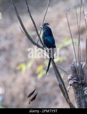 Le drongo à queue de raquette plus grande (Dicrurus paradiseus) observé à Rongtong au Bengale occidental, en Inde Banque D'Images