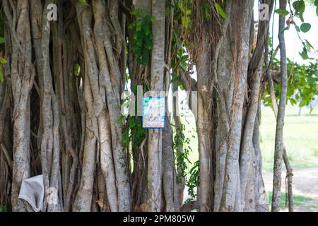 La nature et Dieu. Dieu Shiva respectueusement gardé dans un Banyan Tree. Dieu indien. Shiva Dieu. Banque D'Images