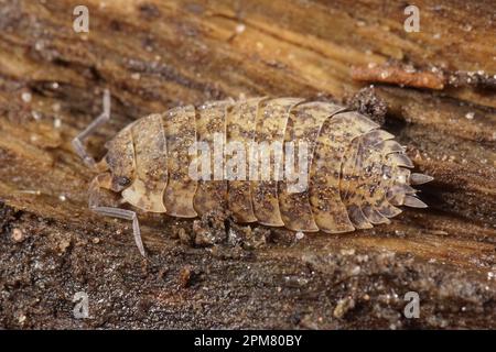 Gros plan naturel sur une souris en bois rugueuse de couleur anormale, scaber Porcellio assis sur le bois Banque D'Images