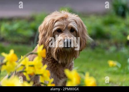 Un mini-Goldendoodle se trouve derrière les jonquilles Banque D'Images
