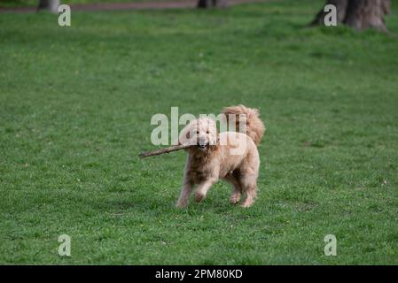 Mini Goldendoodle, morsures en bâton, chien considéré comme approprié pour les personnes allergiques, croisement entre Golden Retriever et Poodle. Banque D'Images