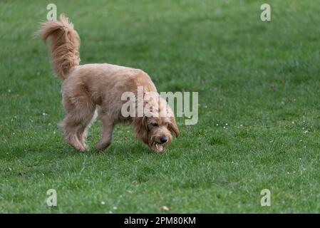 Mini Goldendoodle, sniffing sur le pré, considéré comme le chien approprié pour les personnes allergiques, croisement entre Golden Retriever et Poodle. Banque D'Images