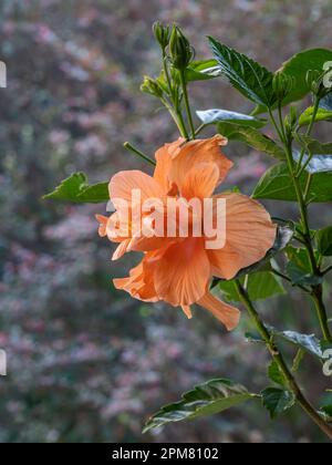 Gros plan de l'hibiscus orange délicat rosa-sinensis double fleur fleurir à l'extérieur sur fond naturel Banque D'Images