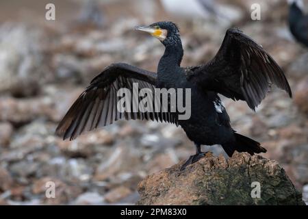 Grèce, Macédoine, Lac de Kerkini, Grand Cormorant (Phalacrocorax carbo) Banque D'Images