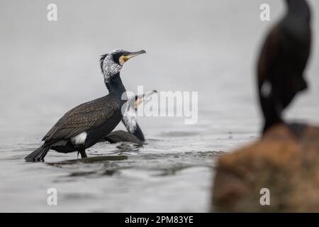 Grèce, Macédoine, Lac de Kerkini, Grand Cormorant (Phalacrocorax carbo) Banque D'Images