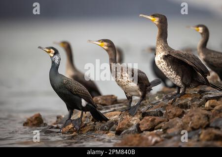 Grèce, Macédoine, Lac de Kerkini, Grand Cormorant (Phalacrocorax carbo) Banque D'Images