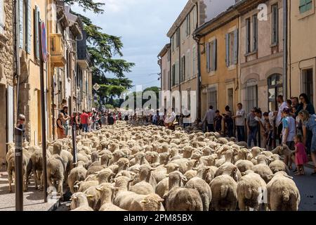 France, Bouches-du-Rhône, Pelissanne, fête de transhumance avec défilé traditionnel et provençal, des centaines de moutons dans les rues de Pélissanne Banque D'Images