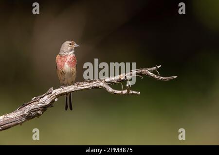 France, Aude Common linnet (Linaria cannabina), homme adulte, perché sur une branche dans une sous-croissance, Banque D'Images