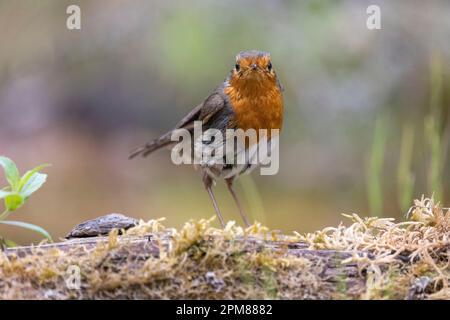 France, Aude, Robin (erithacus rubecula), baignade dans un étang Banque D'Images