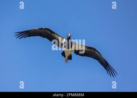 France, Morbihan, Parc animalier et botanique et Parcabout de Branféré, ciconté d'Abdim (Ciconia abdimii), en vol pendant le spectacle d'oiseaux Banque D'Images