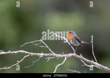 France, Aude, Robin (erithacus rubecula), perché sur une branche, dans une sous-croissance, Banque D'Images