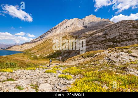 France, Hautes-Alpes, parc naturel régional de Queyras, Abriès, randonneurs sur le GR58 Tour du Queyras vers le Lac Foréant (2618 m) depuis le Col Vieux (2806 m), en arrière-plan la crête de la Taillante (3196 m) Banque D'Images