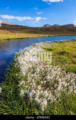 France, Hautes-Alpes, Parc naturel régional du Queyras, la Roche-de-Rame, lit fleuri de coton de Scheuchzer (Eriophorum scheuchzeri) sur la rive nord du lac Néal (2455 m) Banque D'Images