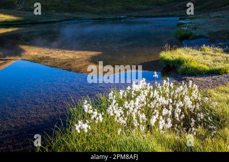 France, Hautes-Alpes, Parc naturel régional du Queyras, la Roche-de-Rame, lit fleuri de coton de Scheuchzer (Eriophorum scheuchzeri) sur la rive du lac Néal (2455 m) Banque D'Images