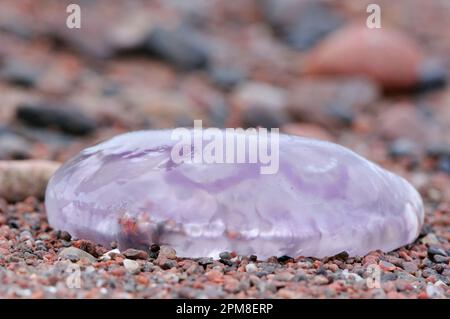 Méduses communes / méduses lunaires (Aurelia aurita) échoués sur la rive, Moray Firth, Écosse, juillet Banque D'Images