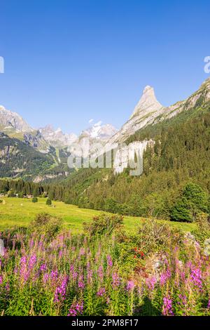 France, Savoie, Pralognan-la-Vanoise, Parc National de la Vanoise, la pointe Ouest du Grand Marchet (2557 m) et la Grande casse (3855 m) en arrière-plan Banque D'Images