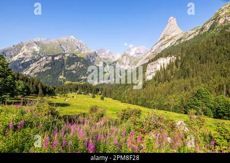 France, Savoie, Pralognan-la-Vanoise, Parc National de la Vanoise, la pointe Ouest du Grand Marchet (2557 m) et la Grande casse (3855 m) en arrière-plan Banque D'Images