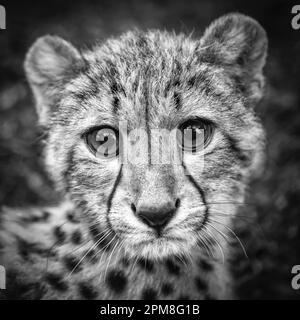 Afrique du Sud, Pretoria, Cheetah, Acionyx jubatus. CUB 5 mois. Captivité. Image noir et blanc. Banque D'Images