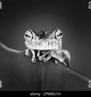 Suriname, Brownsweg, parc national de Brownsberg. Grenouille d'arbre à pattes orange. Aussi: Tigerleg arbre singe grenouille. (Phyllomedusa hypochondrialis). Noir et blanc Banque D'Images