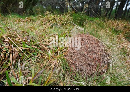 Fourmis à tête étroite en bois (Formica exsecta), principalement composé de graminées et partiellement supporté sur l'herbe / la butte de courge, Speyside Banque D'Images